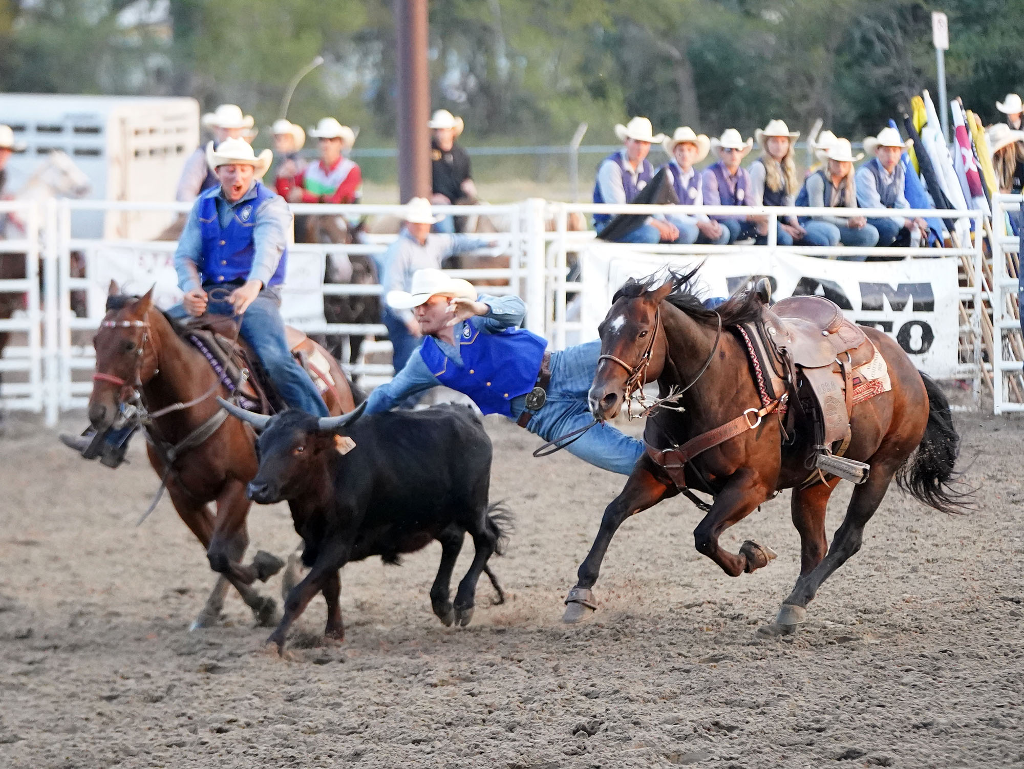 Rex Day Stampede